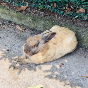 13【うさぎ島】忠海港からの行き方【フェリー】