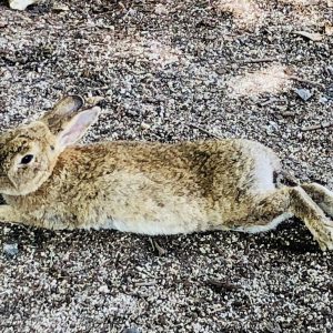 16【うさぎ島】三原への行き方